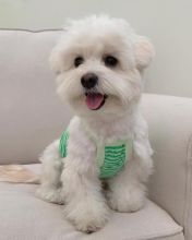 Beautiful maltese for free adoption Image eClassifieds4U