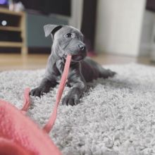 Blue Nose American Pit Bull Terrier Pups available Image eClassifieds4U