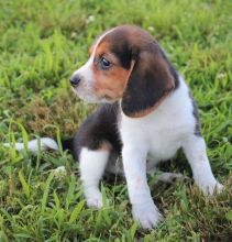 C.K.C MALE AND FEMALE BEAGLE PUPPIES AVAILABLE Image eClassifieds4u 3