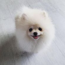 smart teacup pomeranian puppies for adoption, Image eClassifieds4U