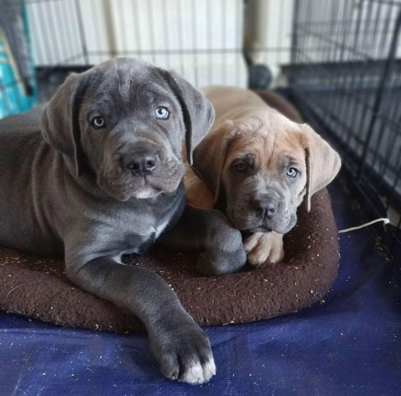 Male and female cane corso puppies Availble Image eClassifieds4u
