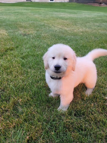 Stunning male and female Golden Retriever puppies for adoption email us at sherlyvicky68@gmail.com Image eClassifieds4u