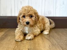 Adorable Maltipoo puppies 360-912-8827 or email (garethstrauman@gmail.com)