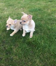 Cute Chihuahua Puppies for great homes