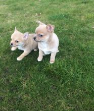Cute Chihuahua Puppies for great homes local puppies