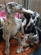 Great Dane Harlequin Pups local puppies