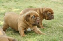 Healthy Dogue De Bordeaux Puppies ready now