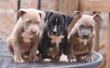 male and female Pitbull puppies 360-912-8827 or email (garethstrauman@gmail.com)
