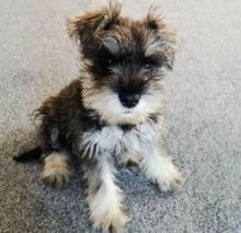 Miniature Schnauzer Puppies ready to go now!local puppies