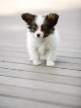 Papillon puppies 360-912-8827 or email (garethstrauman@gmail.com)
