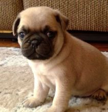 Pug Puppies 360-912-8827 or email (garethstrauman@gmail.com)