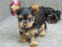 Purebred Yorkie Terrier Puppies