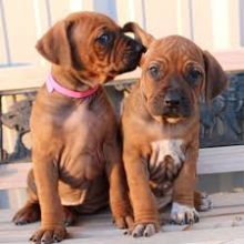 Rhodesian Ridgeback puppies 360-912-8827 or email (garethstrauman@gmail.com)