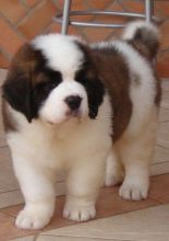 Saint Bernard puppies 360-912-8827 or email (garethstrauman@gmail.com)