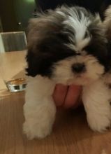 Shih Tzu Puppies at PurityPets Home