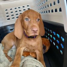 Vizsla puppies for Vizsla lovers ready now local puppies