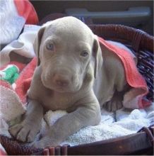 Weimaraner Puppies 360-912-8827 or email (garethstrauman@gmail.com)