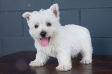 West Highland White Terrier ready 360-912-8827 or email (garethstrauman@gmail.com)