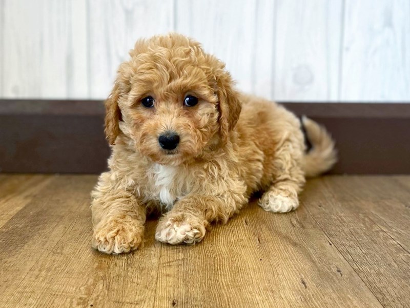 Adorable Maltipoo puppies 360-912-8827 or email (garethstrauman@gmail.com) Image eClassifieds4u