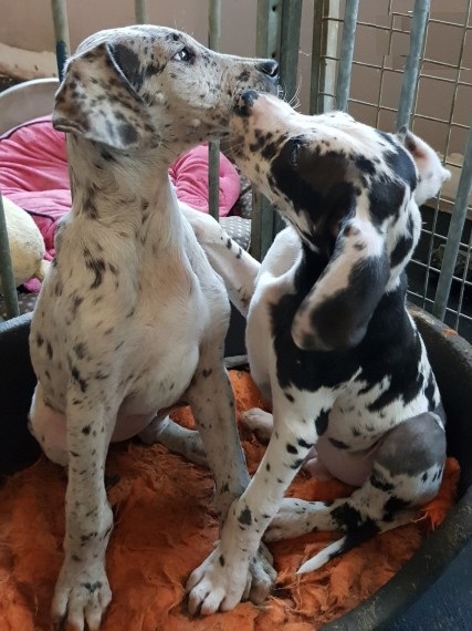 Great Dane Harlequin Pups local puppies Image eClassifieds4u