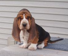 basset hound puppies 360-912-8827 or email (garethstrauman@gmail.com) Image eClassifieds4U