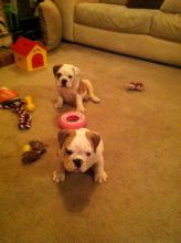Beautiful English Bulldog puppies available local puppies Image eClassifieds4U
