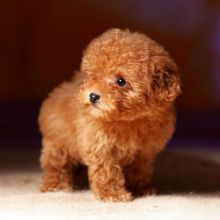 CKC registered Poodle puppies.360-912-8827 or email (garethstrauman@gmail.com) Image eClassifieds4U