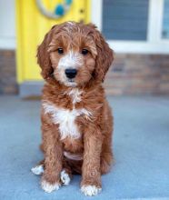 Goldendoodle Puppies Ready 360-912-8827 or email (garethstrauman@gmail.com) Image eClassifieds4U