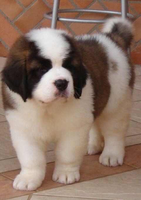 Saint Bernard puppies 360-912-8827 or email (garethstrauman@gmail.com) Image eClassifieds4u