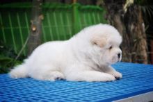 Available Chow Chow Puppies, Contact (267) 820-9095 or amandamoore339@gmail.com