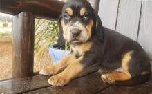 Bloodhound puppies ready text (267) 820-9095 or amandamoore339@gmail.com