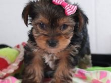 cute Yorkshire Pups ready Text (267) 820-9095 or amandamoore339@gmail.com