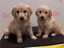 Goldendoodles puppies available for sale, (267) 820-9095 or amandamoore339@gmail.com
