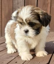 Shih Tzu Puppies , (267) 820-9095 or amandamoore339@gmail.com