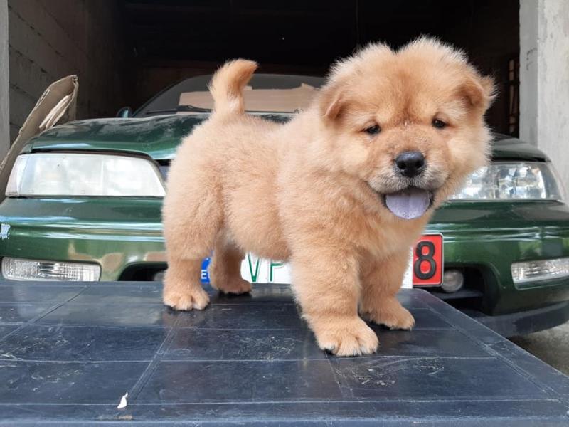Available Chow Chow Puppies, Contact (267) 820-9095 or amandamoore339@gmail.com Image eClassifieds4u