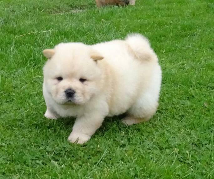 Available Chow Chow Puppies, Contact (267) 820-9095 or amandamoore339@gmail.com Image eClassifieds4u