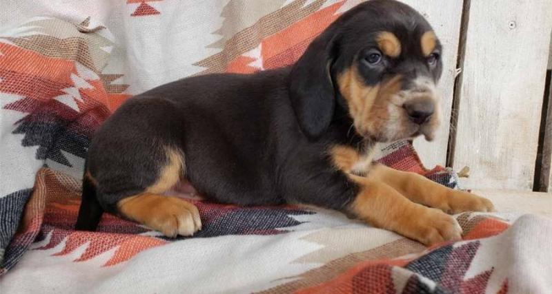 Bloodhound puppies ready text (267) 820-9095 or amandamoore339@gmail.com Image eClassifieds4u