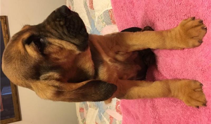 Bloodhound puppies ready text (267) 820-9095 or amandamoore339@gmail.com Image eClassifieds4u