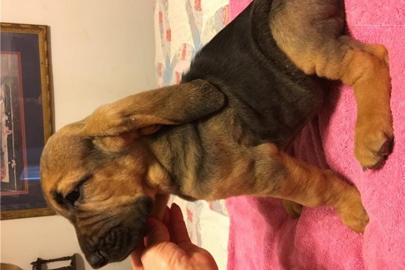 Bloodhound puppies ready text (267) 820-9095 or amandamoore339@gmail.com Image eClassifieds4u