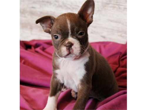 Boston Terrier Pups text (267) 820-9095 or amandamoore339@gmail.com Image eClassifieds4u