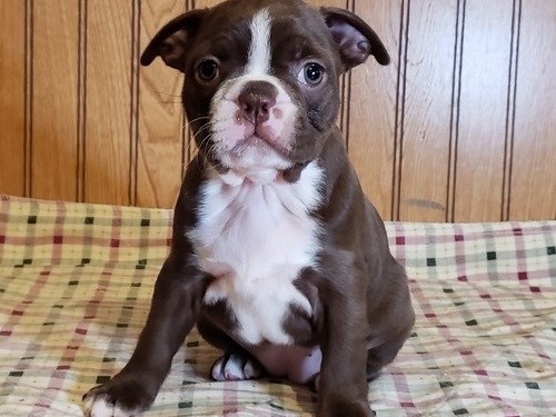 Boston Terrier Pups text (267) 820-9095 or amandamoore339@gmail.com Image eClassifieds4u