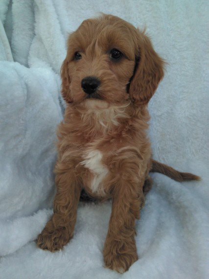 Cavapoo puppies Ready text (267) 820-9095 or amandamoore339@gmail.com Image eClassifieds4u
