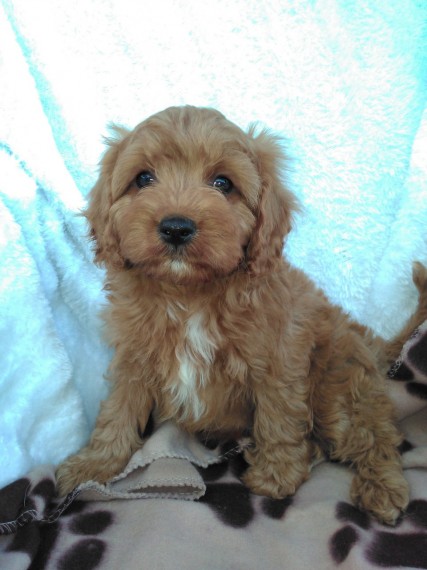 Cavapoo puppies Ready text (267) 820-9095 or amandamoore339@gmail.com Image eClassifieds4u
