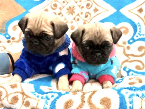 Cute Pug puppies ready text (267) 820-9095 or amandamoore339@gmail.com Image eClassifieds4u