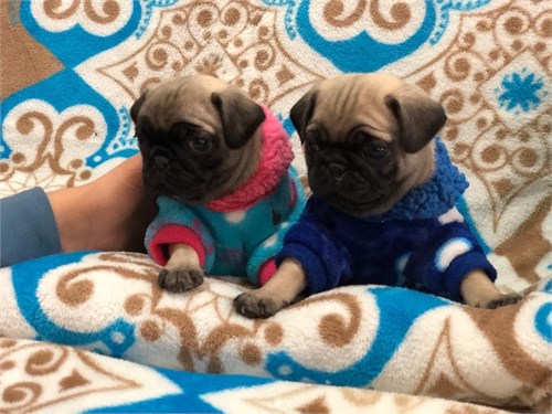 Cute Pug puppies ready text (267) 820-9095 or amandamoore339@gmail.com Image eClassifieds4u
