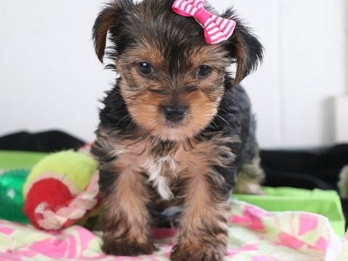 cute Yorkshire Pups ready Text (267) 820-9095 or amandamoore339@gmail.com Image eClassifieds4u
