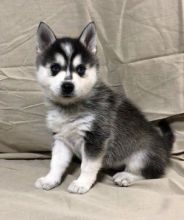 Alaskan Klee Kai Puppies Available ,amandamoore339@gmail.com or (267) 820-9095 Image eClassifieds4U