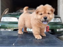 Available Chow Chow Puppies, Contact (267) 820-9095 or amandamoore339@gmail.com Image eClassifieds4u 2