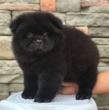 Available Chow Chow Puppies, Contact (267) 820-9095 or amandamoore339@gmail.com Image eClassifieds4u 4