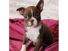 Boston Terrier Pups text (267) 820-9095 or amandamoore339@gmail.com Image eClassifieds4u 1